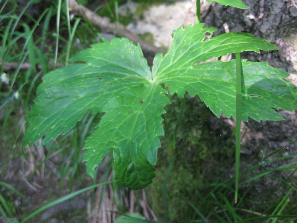 Ranunculus platanifolius